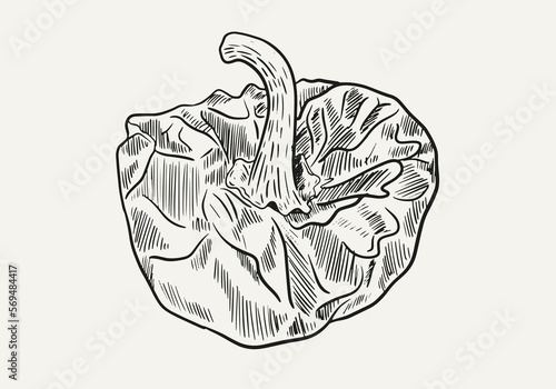 Vector illustration of Ñora product, spanish gastronomy, catalonia, food, seasoning, vegetable, food, ingredient, catalan cuisine