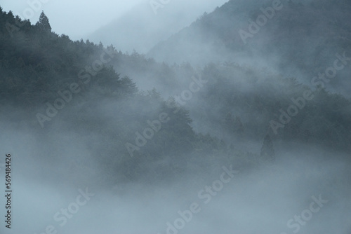 霧に包まれた森