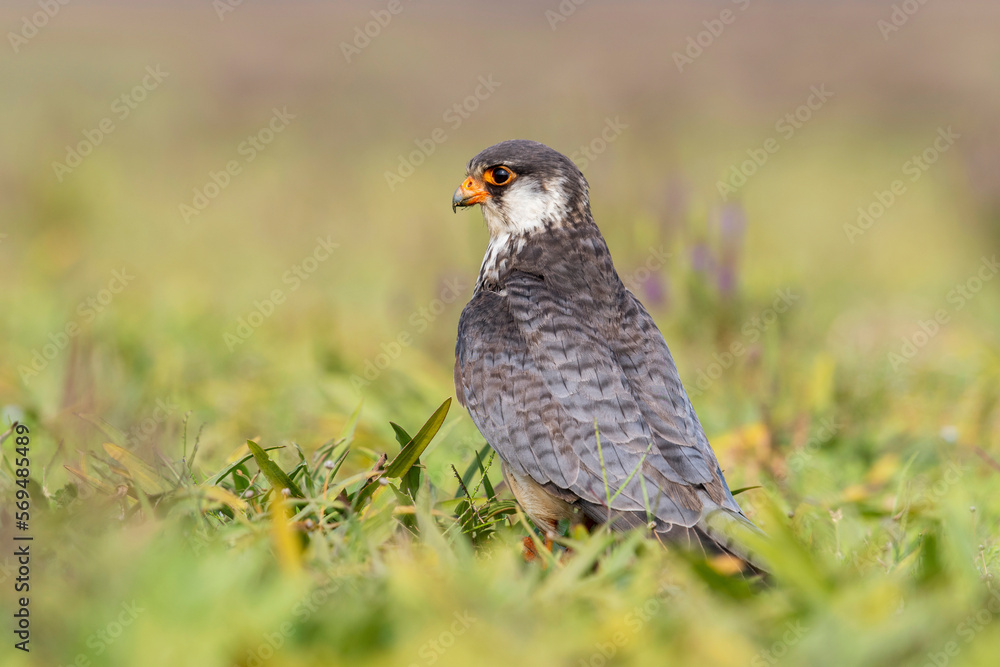 Amur falcon, Falco amurensis. It breeds in south-eastern Siberia and Northern China Amur falcon, Falco amurensis. It breeds in south-eastern Siberia and Northern China