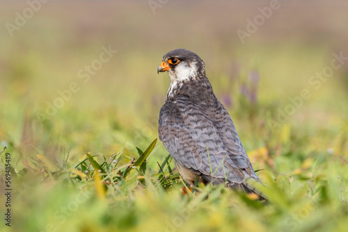 Amur falcon, Falco amurensis. It breeds in south-eastern Siberia and Northern China © RealityImages