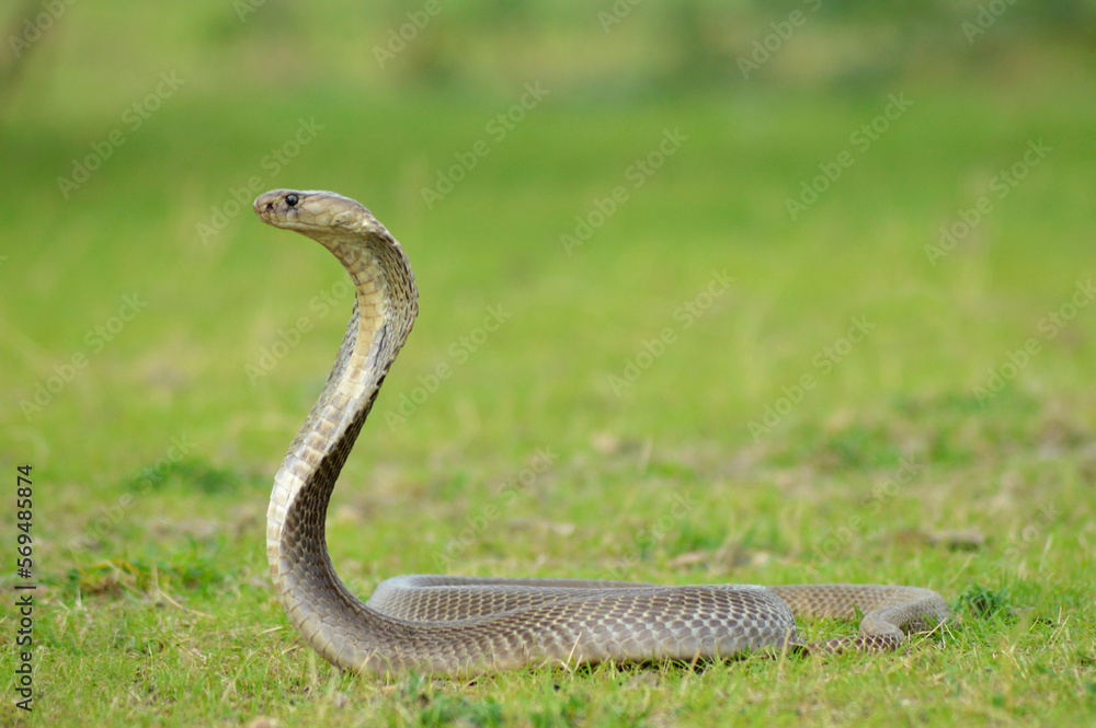 Obraz premium The Indian cobra, Naja naja, Satara, Maharashtra, India