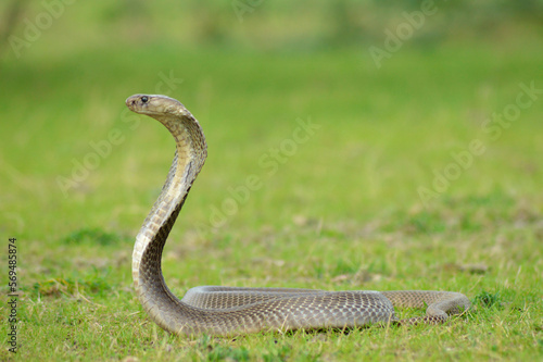 The Indian cobra, Naja naja, Satara, Maharashtra, India