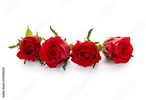 Valentine day red roses isolated on white background