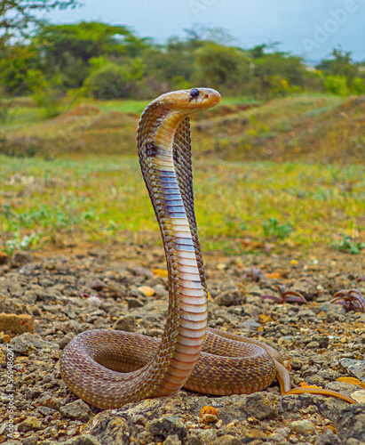 Konstfotografi Indian spectacled cobra with hood upright, Naja naja, Satara, Maharashtra,  Indi