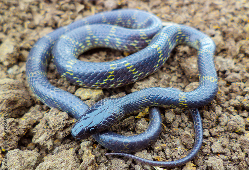 Travancore wolf snake, Lycodon travancoricus, Satara, Maharashtra, India