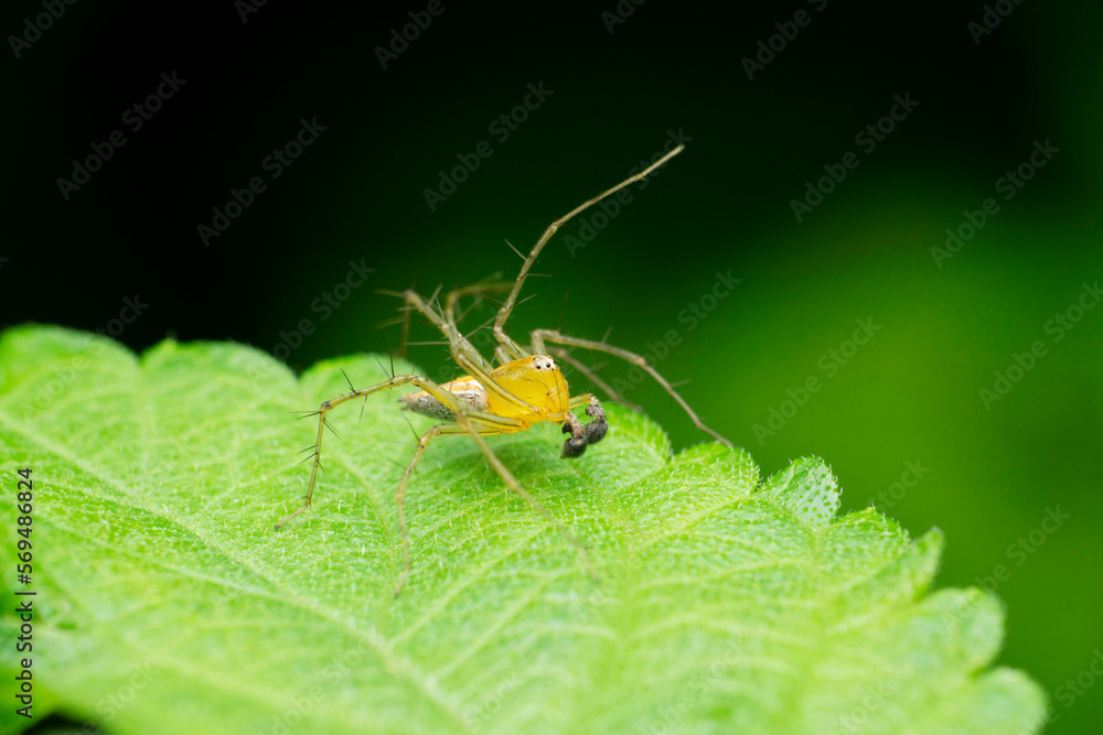 Lynx spider, Oxyops taeniolatus, Satara, Maharashtra, India Lynx spider, Oxyops taeniolatus, Satara, Maharashtra, India