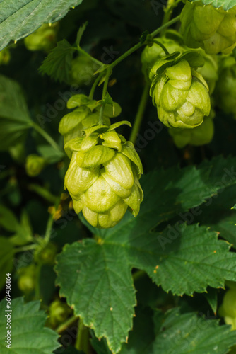 Farming and agriculture concept. Green fresh ripe organic hop cones for making beer and bread, close up. Fresh hops for brewing production. Hop plant growing in garden or farm
