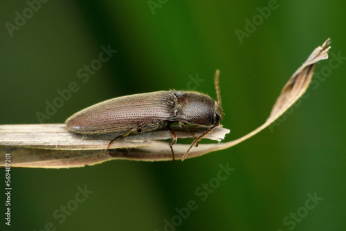 Click beetle, Gambrinus species, Satara, Maharashtra,  India photo