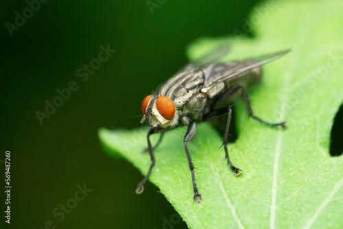 Closeup of Common housefly, Musca domestica, Satara, Maharashtra,  India