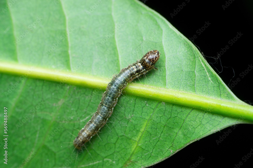 Silk moth catterpillar, Satara, Maharashtra, India Silk moth catterpillar, Satara, Maharashtra, India