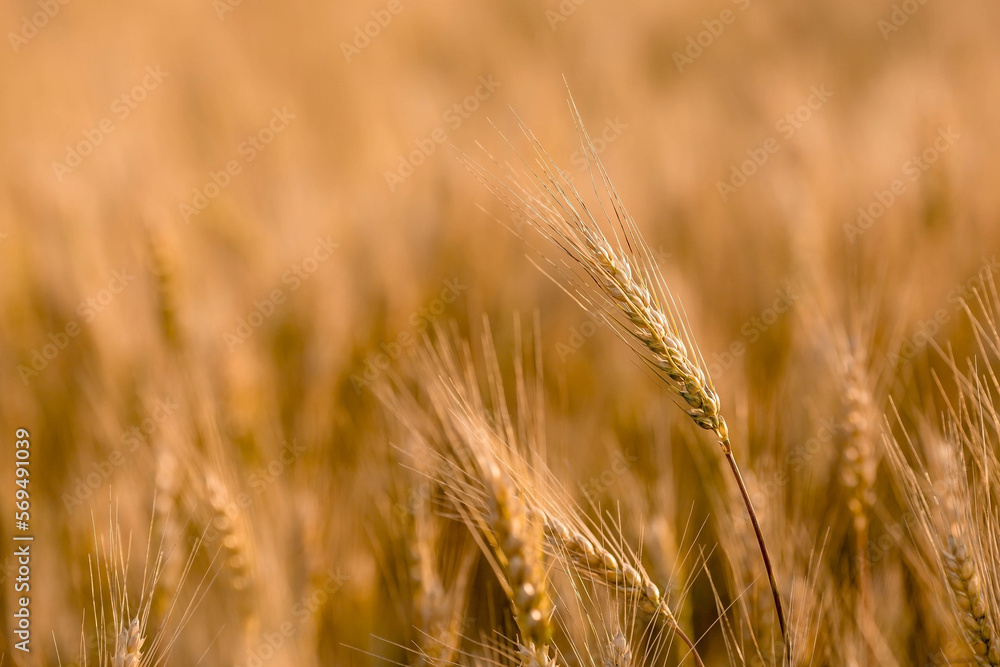 Golden ears of wheat on the background of a ripening field. Agricultural plant close-up. The concept of planting and harvesting a rich harvest. Rural landscape at sunset. Golden ears of wheat on the background of a ripening field. Agricultural plant close-up. The concept of planting and harvesting a rich harvest. Rural landscape at sunset.