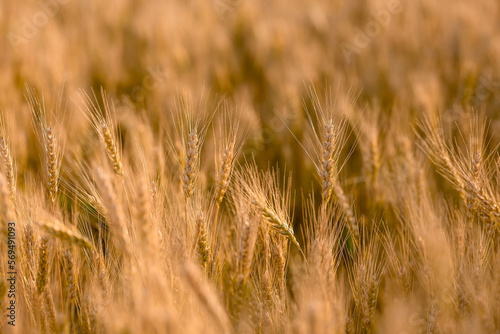 Golden ears of wheat on the background of a ripening field. Agricultural plant close-up. The concept of planting and harvesting a rich harvest. Rural landscape at sunset. © Юлия Клюева