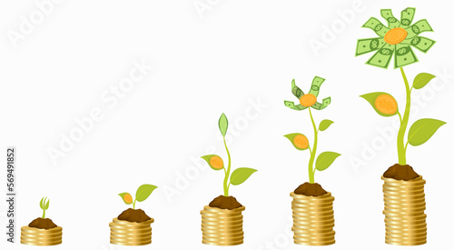Five stages of growing money flower. 