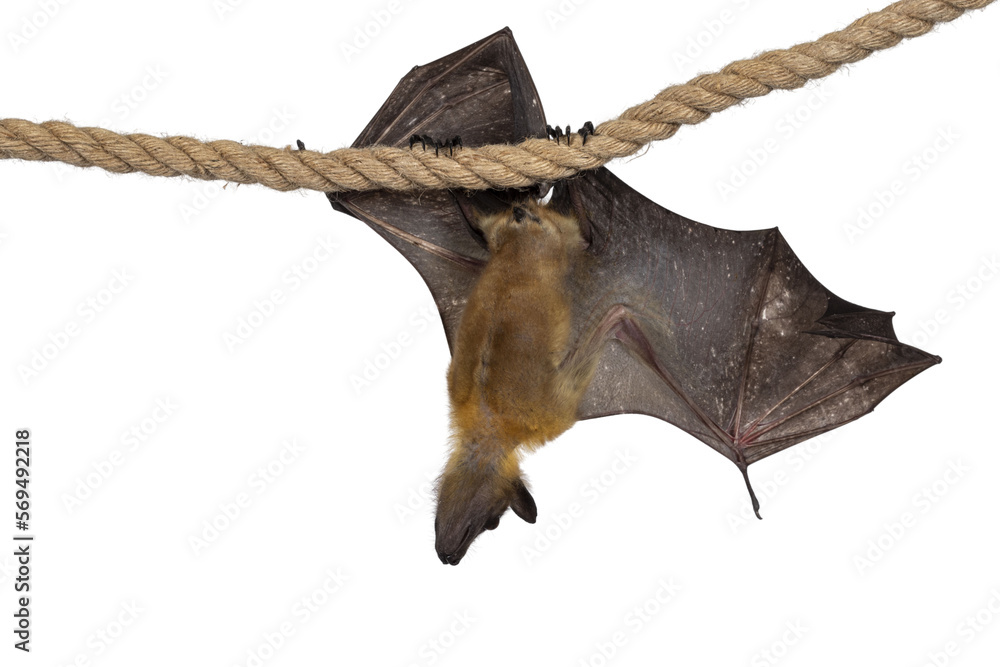 Obraz premium Young adult flying fox, fruit bat aka Megabat, hanging on sisal rope with one wing spread showing structure of the bones. Looking ahead away from camera. Isolated cutout on transparent background.