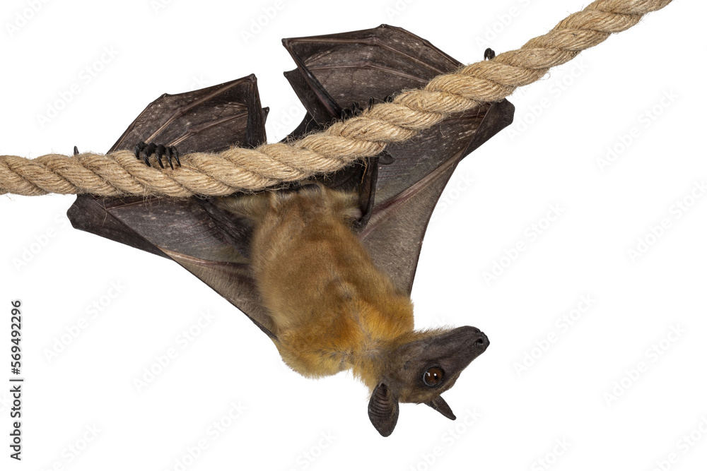 Obraz premium Young adult flying fox, fruit bat aka Megabat, hanging on sisal rope with wings folded. Looking side ways away from camera. Isolated cutout on transparent background.