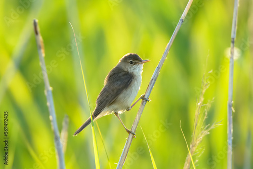 Marsh warbler	Acrocephalus palustris
 photo