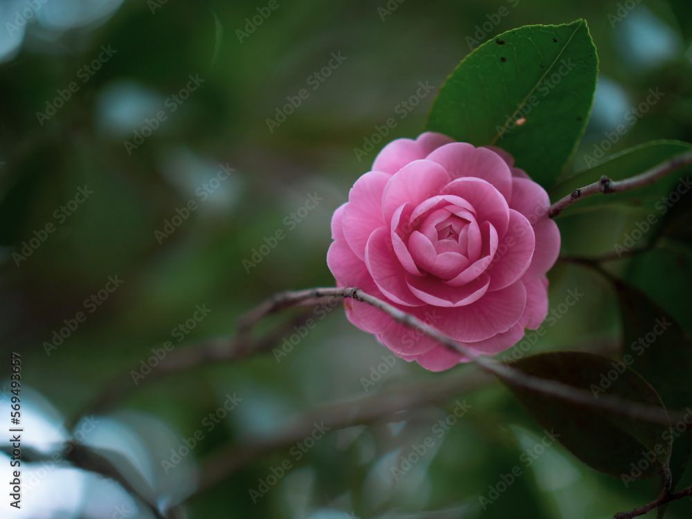 木陰に咲く桃色の椿の花 1月 木陰に咲く桃色の椿の花 1月