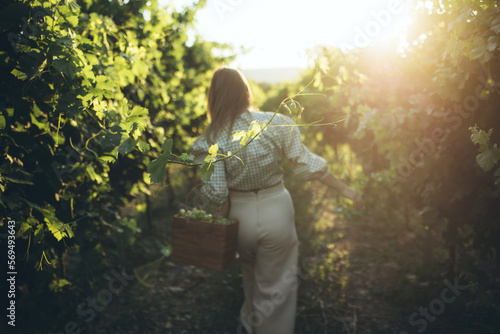 Woman with basket of grapes in vineyard,she is tasting grapes. © nuzza11