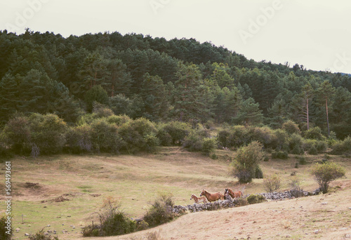 horses in the middle of the field next to forest and mountains photo