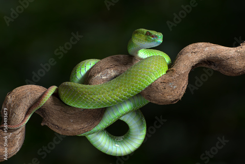 White-lipped island pit viper on the tree branch