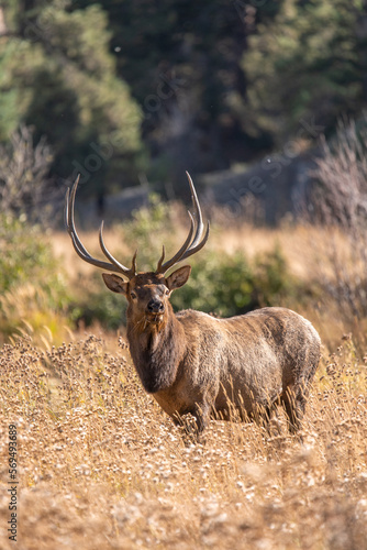 Bull Elk of the Rocky Mountains