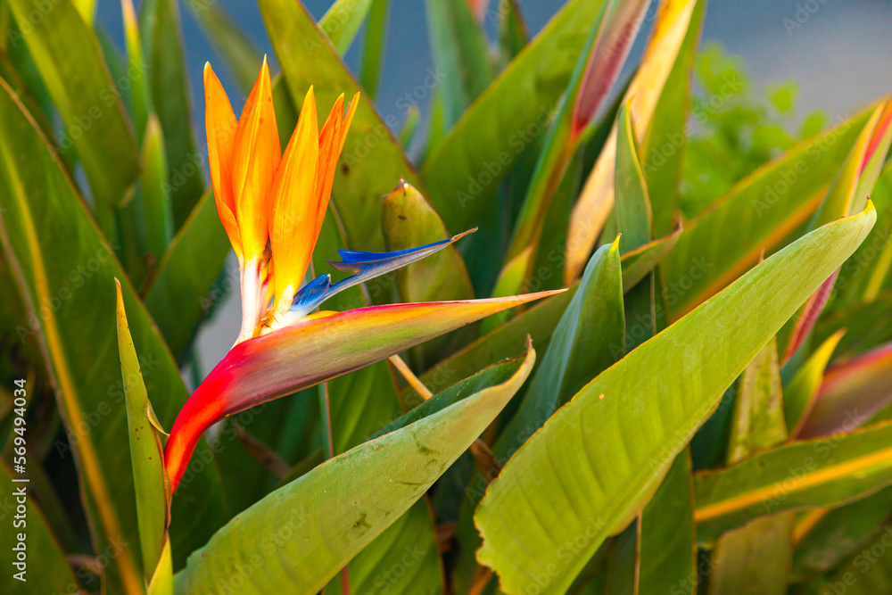 Strelitzia reginae. Blooming flower of the plant strelitzia royale. Strelitzia reginae. Blooming flower of the plant strelitzia royale.