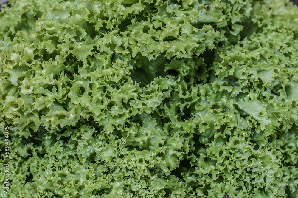 Fresh crunchy lettuce leaves closeup. Fresh crunchy lettuce leaves closeup.