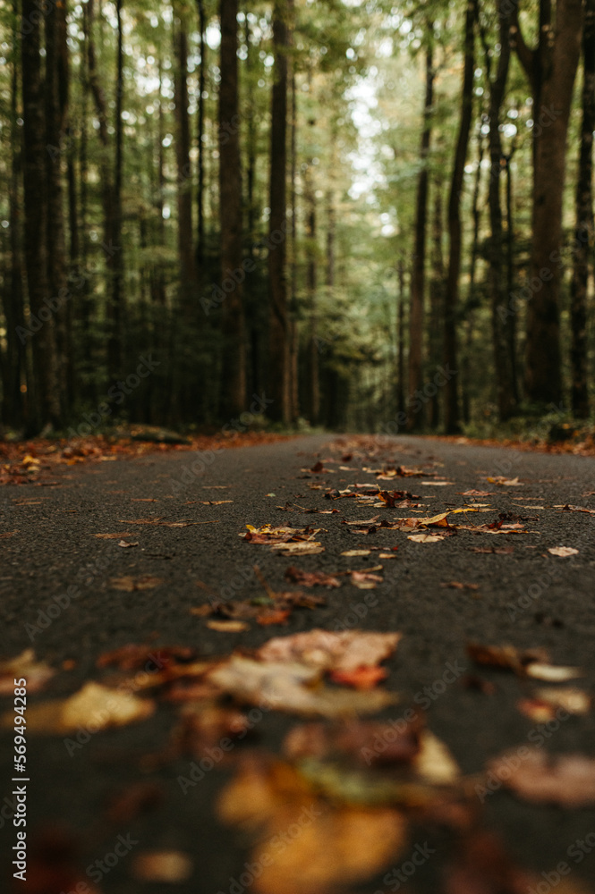 Roaring Fork Motor Trail in Great Smoky Mountains National Parks Roaring Fork Motor Trail in Great Smoky Mountains National Parks