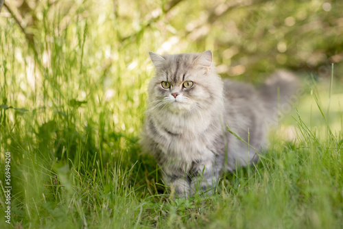 Katze ist im Sommer im Garten auf Streifzug, Britisch Langhaar Freigänger in der Natur