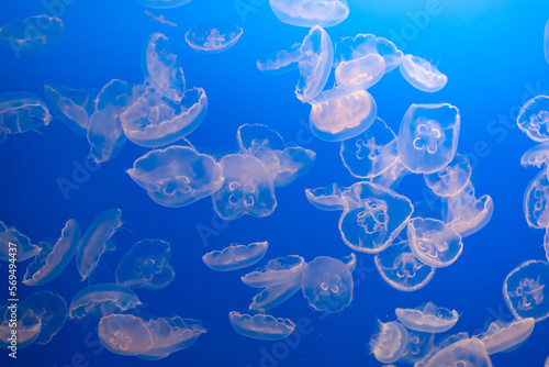 White translucent jellyfish in bright blue water
