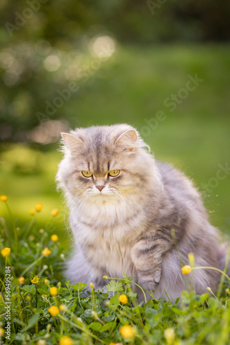 Katze ist im Sommer im Garten auf Streifzug, Britisch Langhaar Freigänger in der Natur