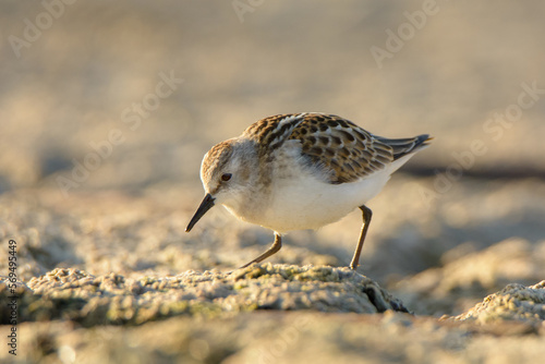 Obraz na plátne Little stint Calidris minuta 