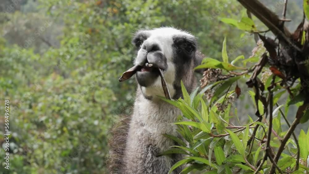 Llama eating a banana peel around green vegetation Stock ビデオ Adobe Stock