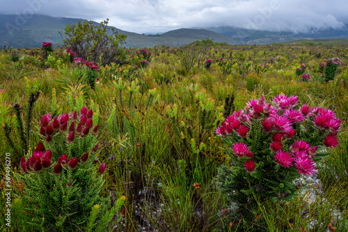 Pink everlasting, pink strawflower or Cape everlasting (Phaenocoma prolifera) flower in amongst typical fynbos habitat. Hermanus, Whale Coast, Overberg, Western Cape, South Africa. photo