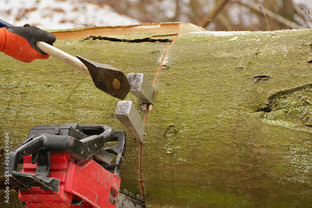 Holzfäller schlägt Spaltkeil in einen Baumstamm bei eingeklemmter ...