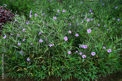 A garden filled with purple flowers that blooming in spring. Ruellia simplex, Mexican petunia, Mexican bluebell, Wild petunias, Ruellia tuberosa, Ruellia Angustifolia, or Kencana Ungu. photo