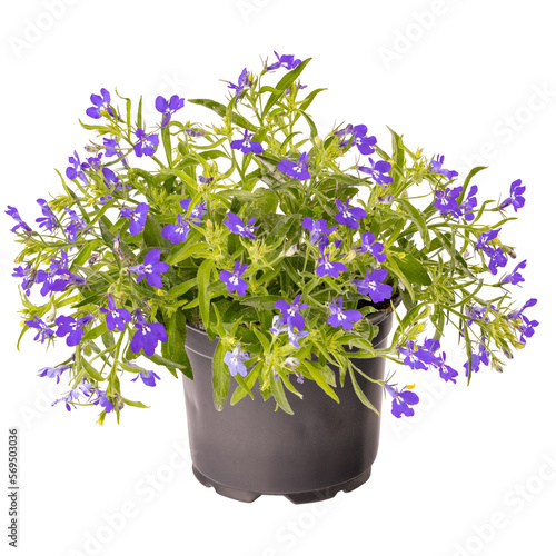 Photos Lobelia purple blossom in black plastic pot