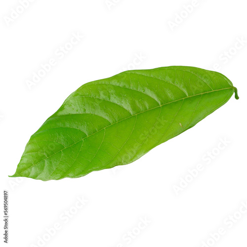 fresh green leaves isolated on a transparent background