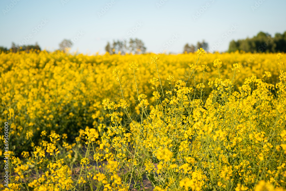 Close up shot of blooming rapeseed flowers in agricultural field. Bright yellow oil flowers in full bloom