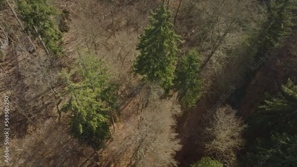 A beautiful cinematic shot from a bird's eye view of a mixed forest with green pines. Tranquil drone view of trees and their tops illuminated by sunlight A beautiful cinematic shot from a bird's eye view of a mixed forest with green pines. Tranquil drone view of trees and their tops illuminated by sunlight