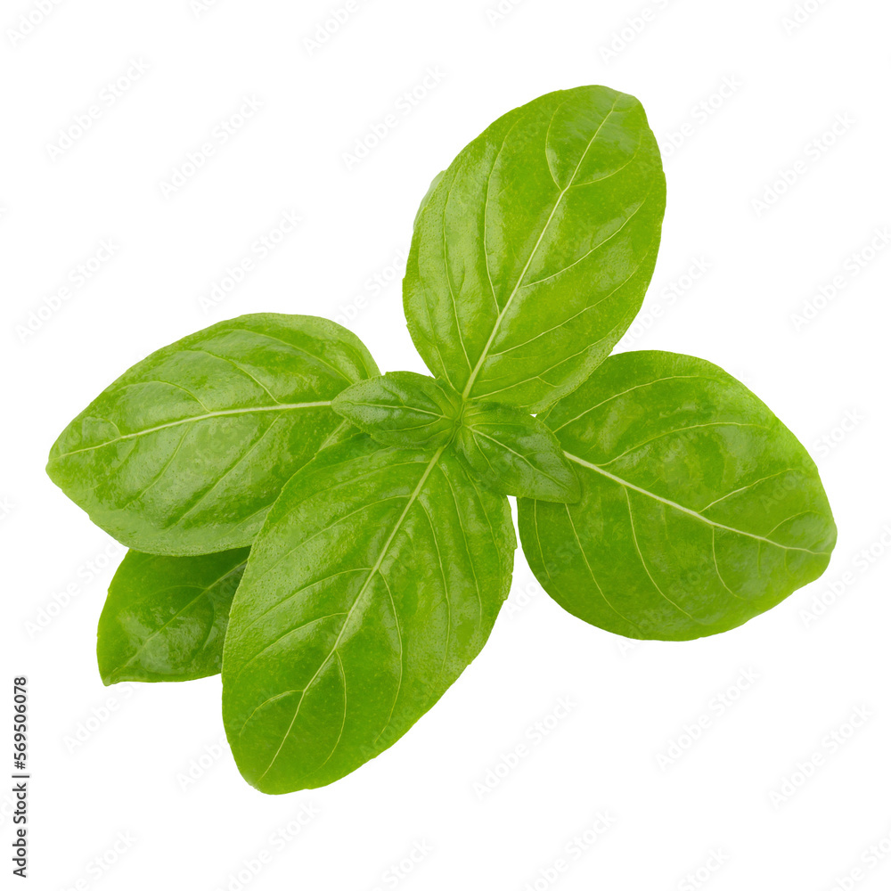 Fresh green basil herb leaves isolated on a transparent background Fresh green basil herb leaves isolated on a transparent background