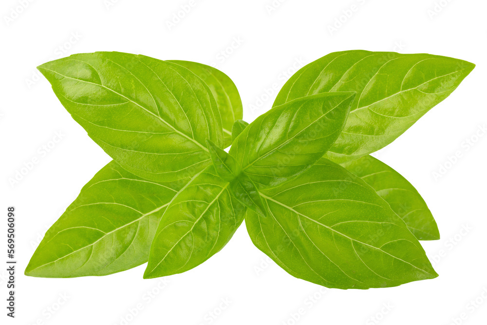 Fresh green basil herb leaves isolated on a transparent background Fresh green basil herb leaves isolated on a transparent background