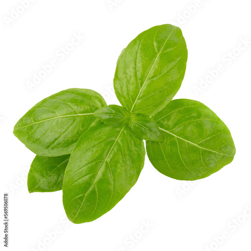 Fresh green basil herb leaves isolated on a transparent background