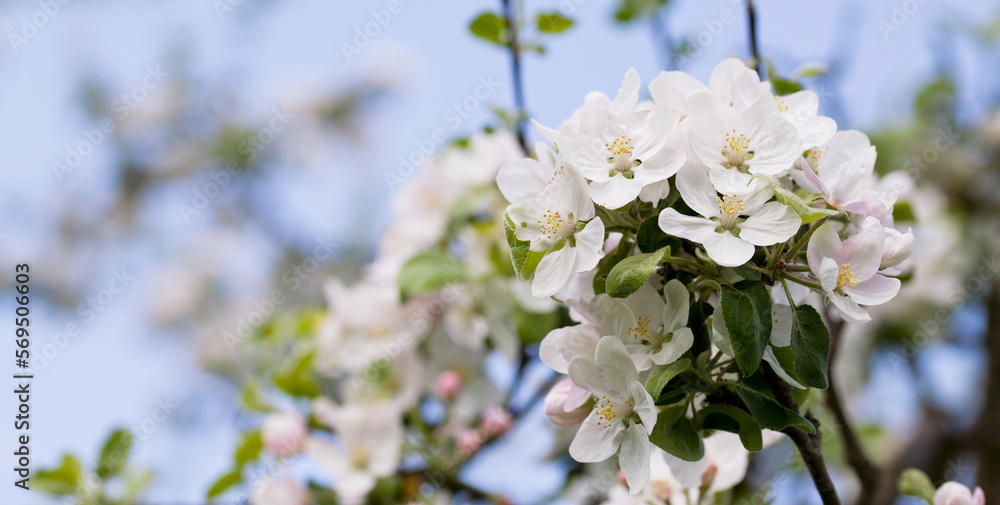 Obraz premium Apple blossom on the malus tree - white flowers blooming in the spring orchard.