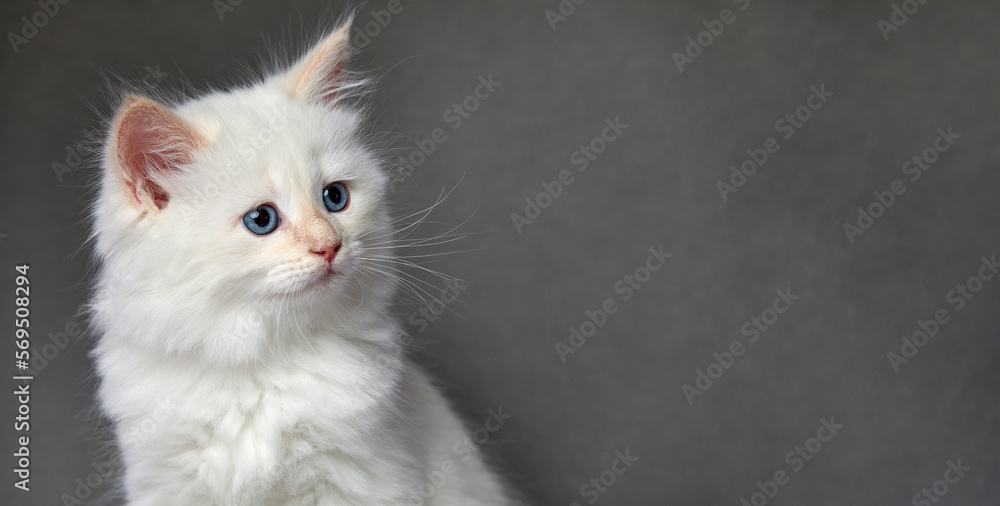 Fluffy playful white cat on a gray background Looks up and sideways Fluffy playful white cat on a gray background Looks up and sideways