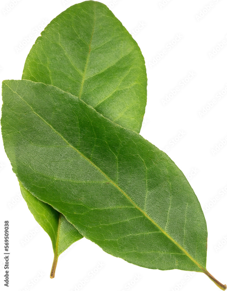 Closeup and top view of two bay leaves. Closeup and top view of two bay leaves.