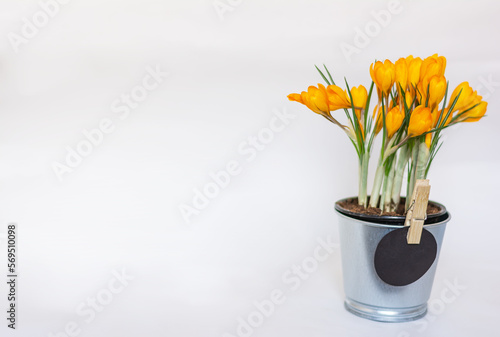 Fototapeta Naklejka Na Ścianę i Meble -  Metal pot with an orange crocus on a white background. Space for text, copy space. mockup. Holiday. Mothers Day. birthday, orange flower. spring mood, grandmother, longevity. Easter, spring holiday