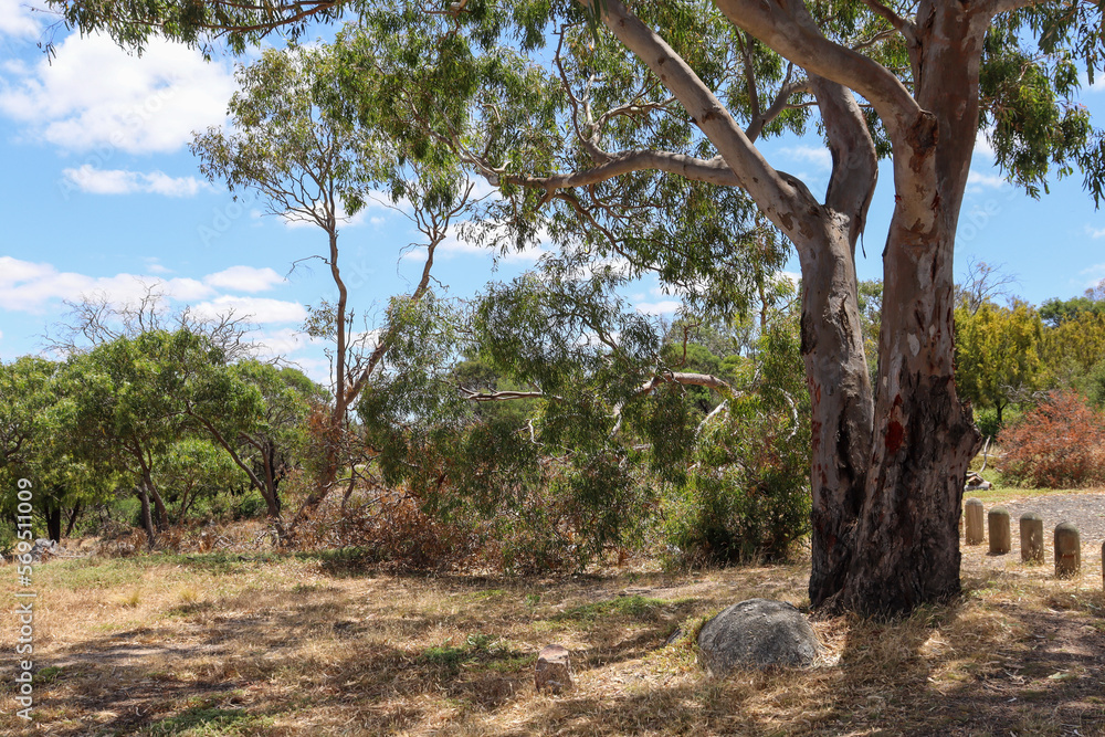 eucalyptus tree in morning sunlight in australian bushland you yangs