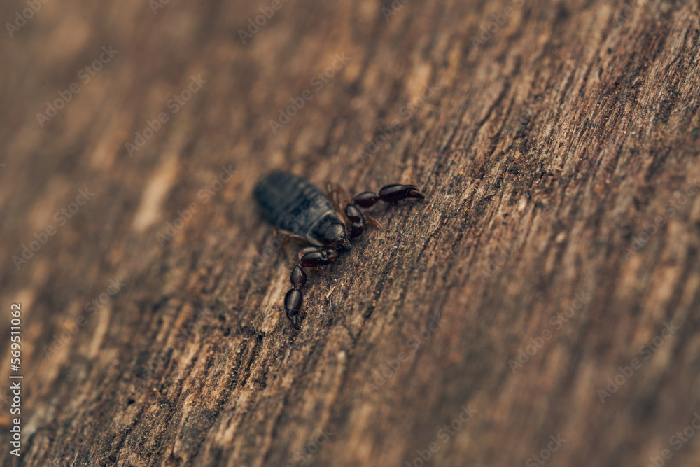 Details of a pseudoscorpion on a brown wood. Details of a pseudoscorpion on a brown wood.