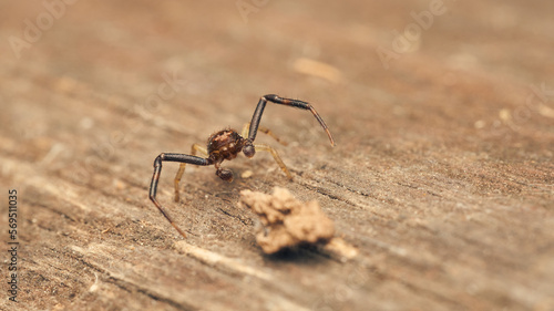 Details of a small spider on a wood